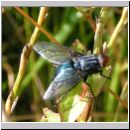 Cynomya mortuorum - Schmeissfliege 05.jpg